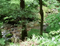 天然鰻の住む粥川