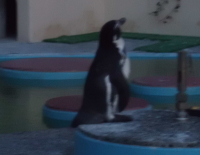 ペンギン池