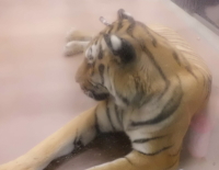 毛並みの綺麗な虎
