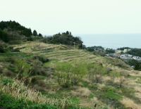 新井の棚田