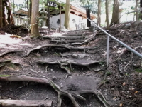 木の根道