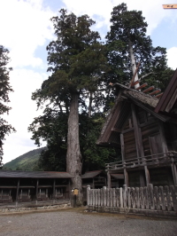元伊勢　樹齢1500年の杉
